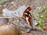 Purple-Emperor-_43A0132-1