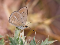 Riparts-Anomalous-Blue-_43A1002