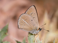 Riparts-Anomalous-Blue-_43A1005