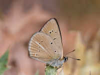 Riparts-Anomalous-Blue-_43A1019