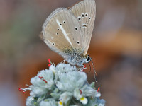 Riparts-Anomalous-Blue-_43A1424