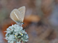 Riparts-Anomalous-Blue-_43A1431