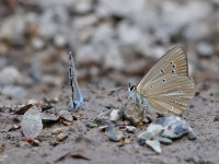 Riparts-Anomalous-Blue-_43A2063