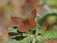 Riparts-Anomalous-Blue-_43A2071-1