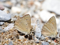 Ripparts-Anomalous-Blue-_43A1620