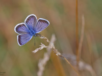 Silver-studded-Blue-_43A1025