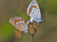 Silver-studded-Blue-_43A1080-1
