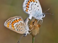 Silver-studded-Blue-_43A1092-1
