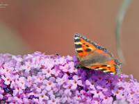 Small-Tortoiseshell-_43A5564