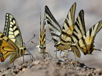 Scarce Swallowtail & Swallowtail