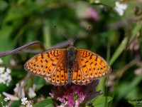 Twin-spot-Fritillary-_43A2349-1