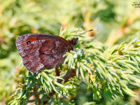 Water-Ringlet-_43A3263