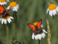 Balkan-Copper-9340249