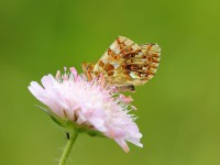 Balkan-Fritillary-0789199