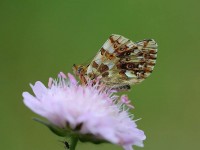 Balkan-Fritillary-707438