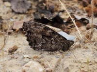 Eastern Rock Grayling-9733270