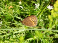 Bright-eyed-Ringlet-6503290