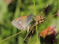 Chestnut-Heath-9236243