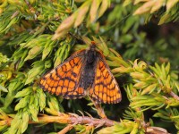 Cynthia's-Fritillary-0533169