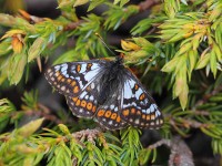 Cynthia's-Fritillary-0535168