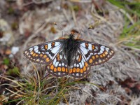 Cynthia's-Fritillary-0546170