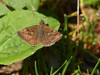 Dingy-Skipper-7382291