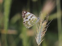 Eastern-Bath-White-9744308