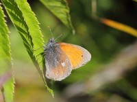 Eastern-L-Heath-9053304