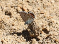 False-Eros-Blue-651648