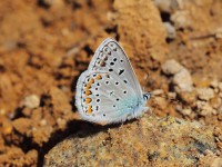 False-Eros-Blue-9009299