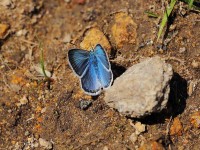 Flase-Eros-Blue-9093234