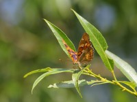 Freyer's-Purp-1029214