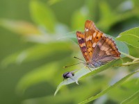 Freyer's-Purp-1050212