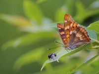 Freyer's-Purp-1054215