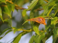 Freyers-Purp-1150217