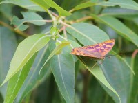 Freyers-Purp-1176218