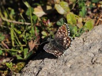 Grizzled-Skipper-8968229