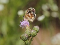 Grizzled-Skipper-9814312