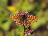 Heath Frit 0335346