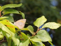 Lesser-Lattice-Brown-0296153