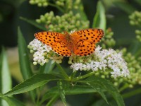 Marbled-Fritillary-0030225