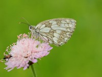 Marbled-White-0658179