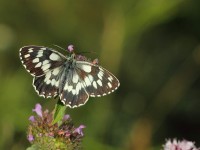 Marbled-White-9444252