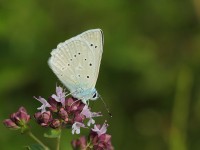 Meleager's-Blue-0170133