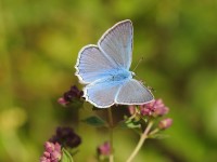 Meleager's-Blue-0174132