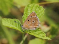 Meleager's-Blue-9976311