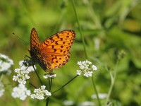 Niobe-Fritillary-9612266