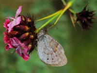 Ottoman-Brassy-Ring-0843203