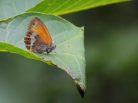 Pearly-Heath-1--9872282