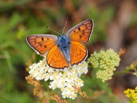 Purple-shote-Copper720958